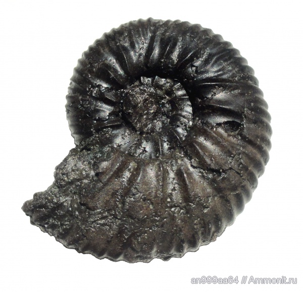 аммониты, Virgatites, Virgatites pallasianus, Ammonites