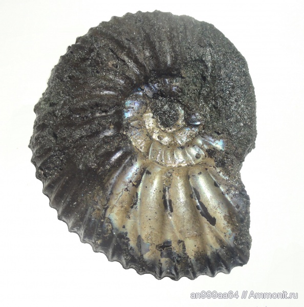 аммониты, Virgatites, Virgatites pallasianus, Ammonites