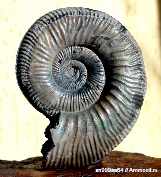 аммониты, Binatisphinctes, Binatisphinctes rjasanensis, Ammonites