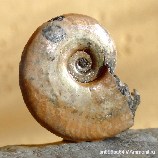 аммониты, юра, Brightia, Brightia subinvoluta, Ammonites, Jurassic