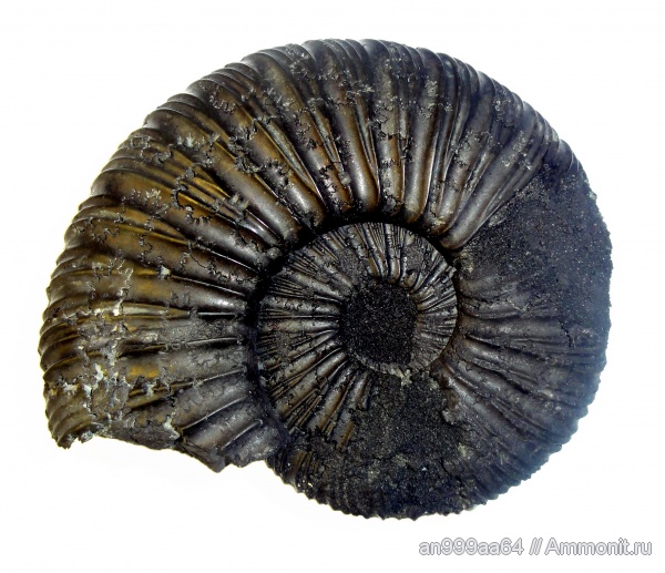 аммониты, юра, Virgatites, волжский ярус, Virgatites virgatus, Ammonites, лопастные линии, Volgian, Jurassic