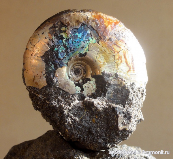 аммониты, Garniericeras, Garniericeras catenulatum, Ammonites