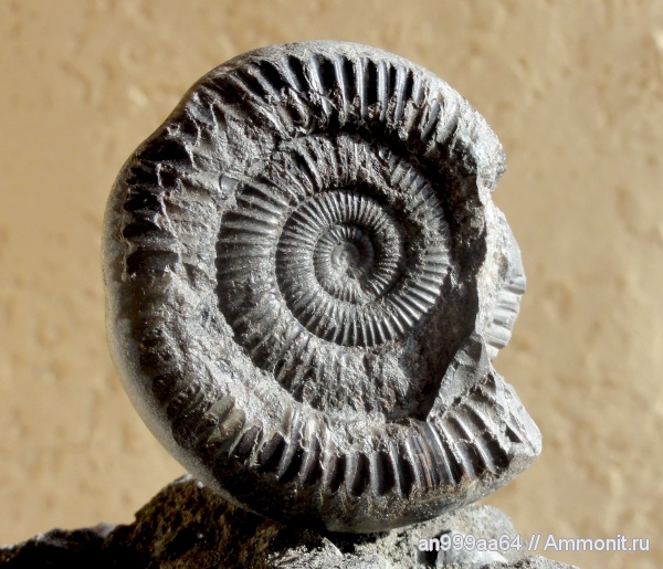 аммониты, Dactylioceras, Ammonites