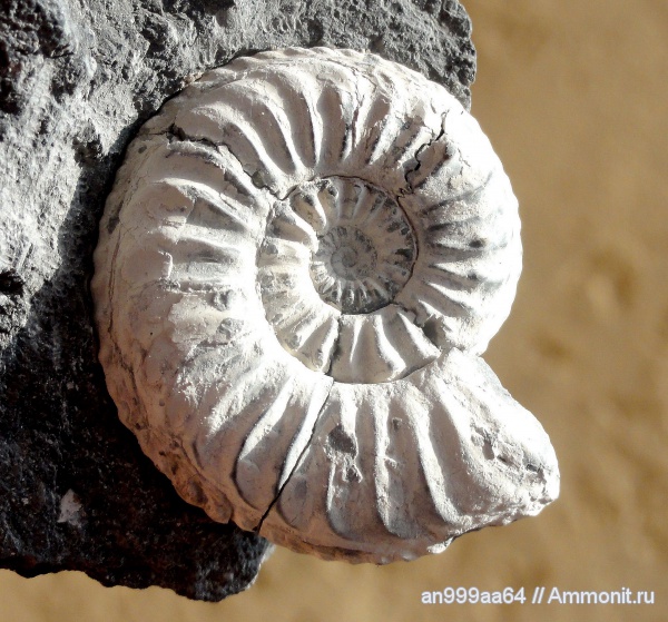 аммониты, Pleuroceras, Ammonites, pleuroceras aperunum, Amaltheidae