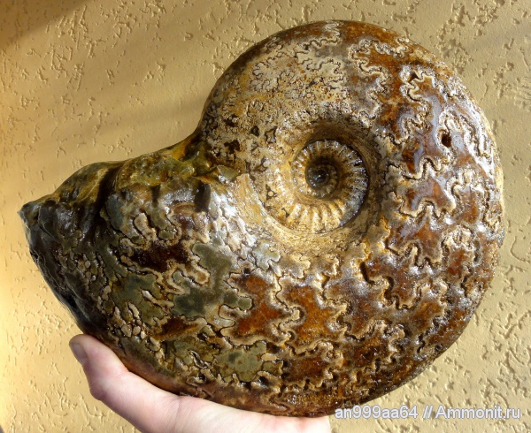 аммониты, Ammonites, лопастные линии, Parahoplites