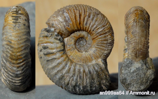 аммониты, Ammonites, Neosilesites