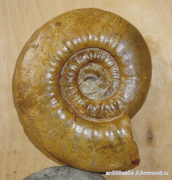 аммониты, Indosphinctes mutatus, Indosphinctes, Perisphinctidae, Ammonites