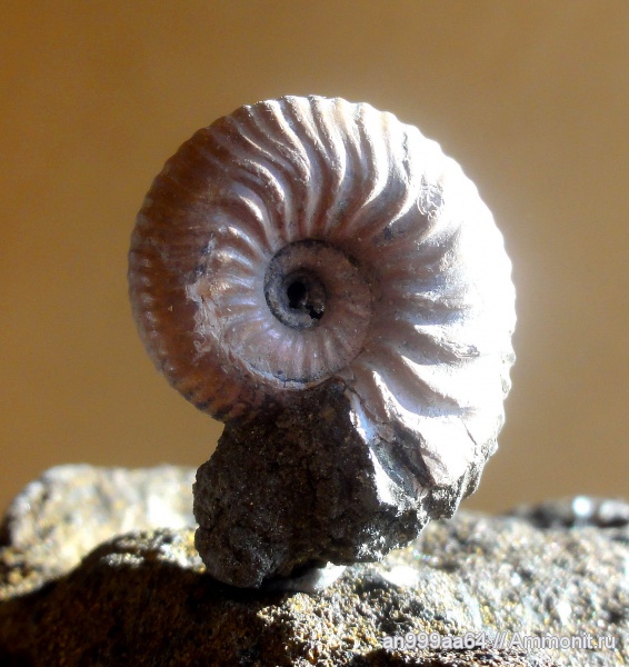 аммониты, Eichwaldiceras, Ammonites