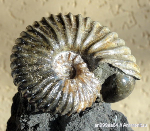 аммониты, Ammonites, лопастные линии, Parahoplites, Parahoplites melchioris