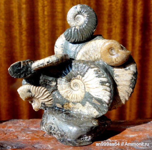 аммониты, Deshayesites, устье, Ammonites