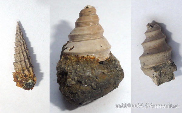 гастроподы, Dicroloma, Cryptaulax, Dicroloma cochleata, Cryptaulax protortilis, Bicorempterus pseudopellati, Bicorempterus