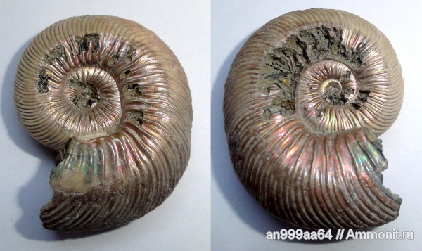 аммониты, Quenstedtoceras, Quenstedtoceras lamberti, прижизненные повреждения, Ammonites