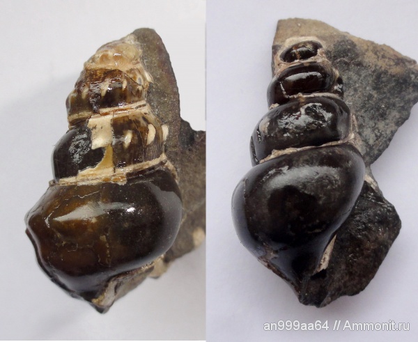 гастроподы