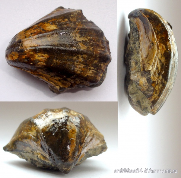 двустворки, Neithea