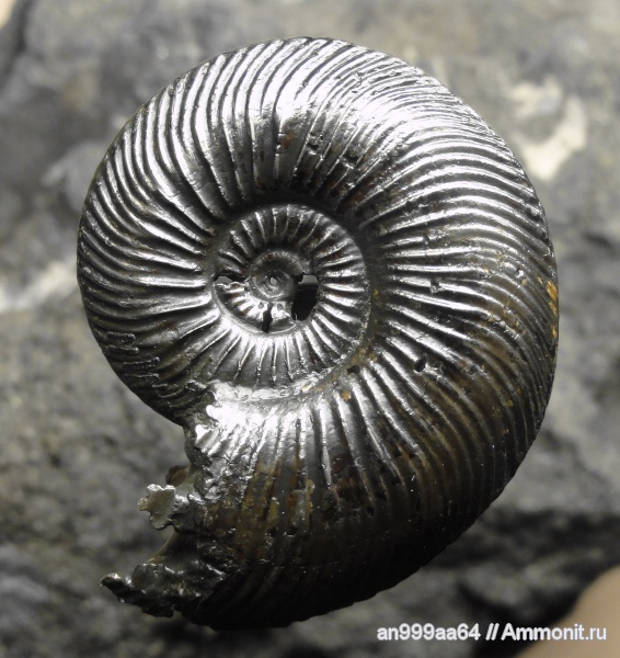аммониты, Quenstedtoceras, Quenstedtoceras lamberti, Дубки, Ammonites