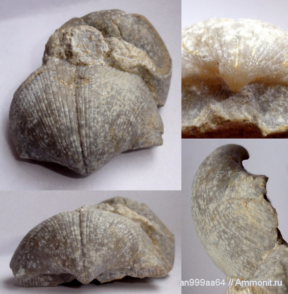 брахиоподы, карбон, Choristites