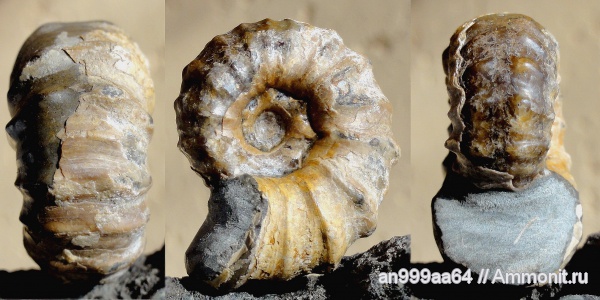 аммониты, Epicheloniceras, Ammonites