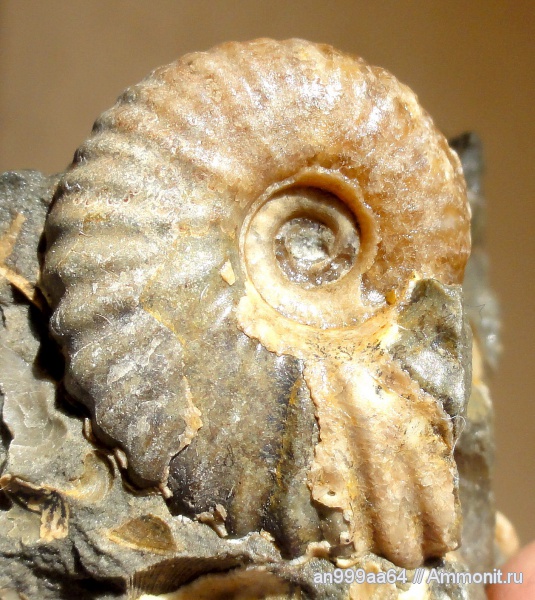 аммониты, Ammonites, Parahoplites