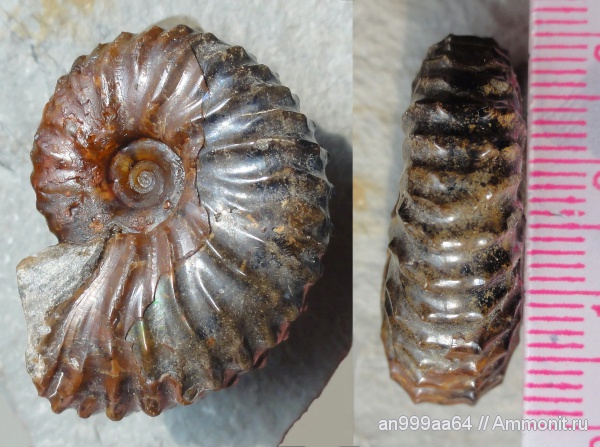 аммониты, Ammonites, Scaphitidae, Jeletzkytes