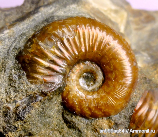 аммониты, Ammonites, Acanthohoplites