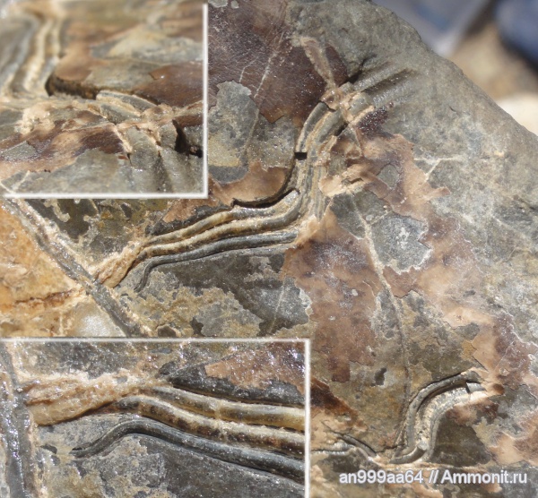аммониты, черви, Ammonites