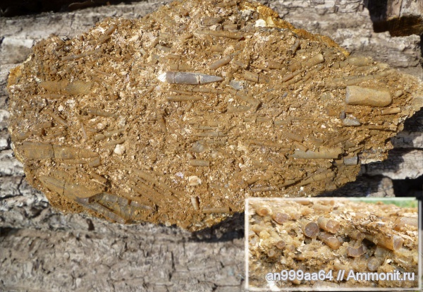 белемниты, юра, Jurassic, belemnites