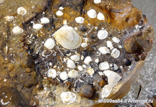 белемниты, двустворки, лопатоногие моллюски, баррем, Саратовская область, Barremian, belemnites