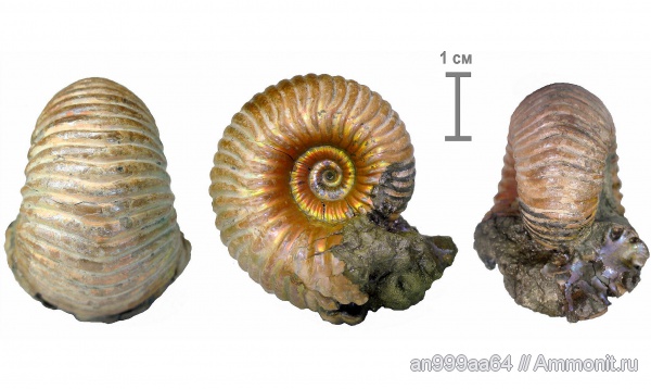 аммониты, Дубки, Eboraciceras, Eboraciceras carinatum, Ammonites