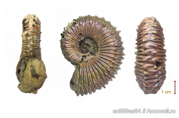 аммониты, юра, Kosmoceras, макроконхи, верхний келловей, Дубки, Саратовская область, Ammonites, Kosmoceras spinosum, Macroconchs, Jurassic