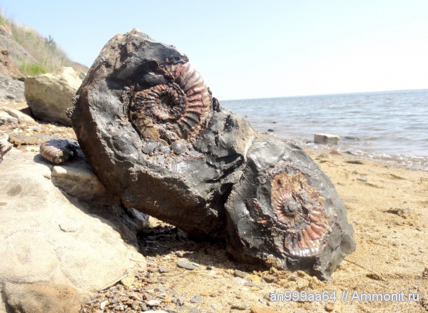 аммониты, Deshayesites, Ammonites