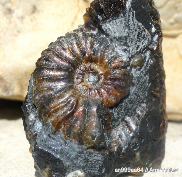аммониты, Deshayesites, Ammonites, Deshayesites volgensis