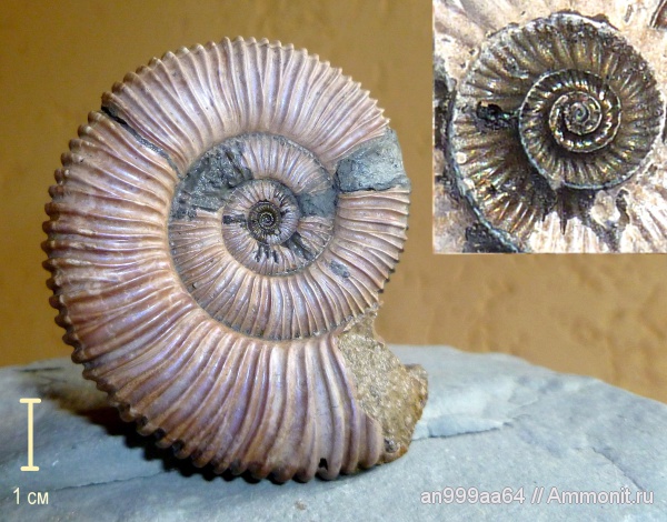 аммониты, Peltoceras, Peltoceras arduennense, Ammonites, аммонителла, ammonitella