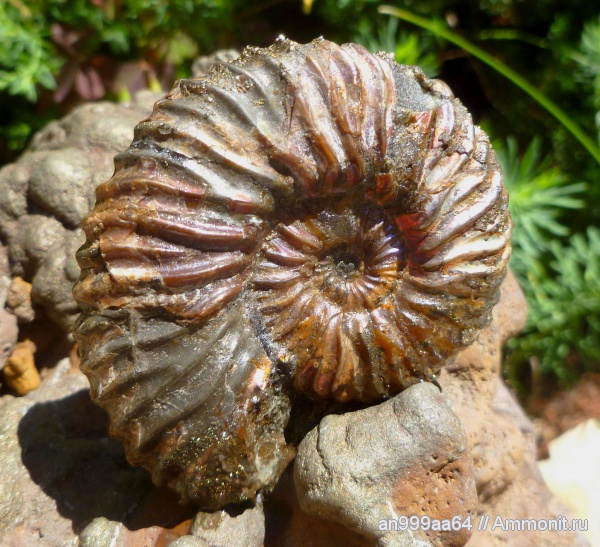 аммониты, мел, Deshayesites, Ammonites, Deshayesitidae, Aptian, Cretaceous
