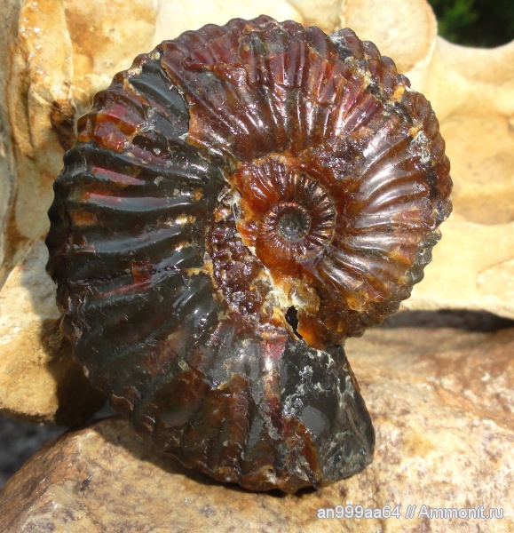 аммониты, мел, Deshayesites, Ammonites, Deshayesitidae, Aptian, Cretaceous