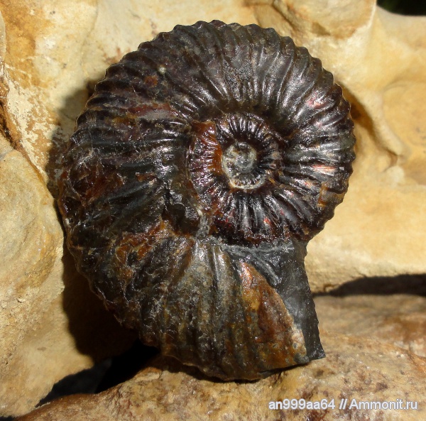 аммониты, мел, Deshayesites, Ammonites, Deshayesitidae, Aptian, Cretaceous
