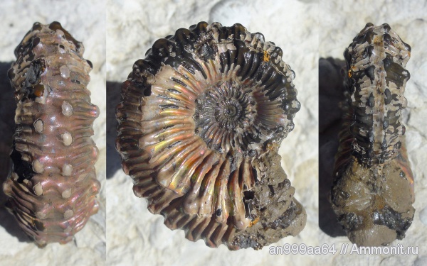 аммониты, юра, Kosmoceras, микроконхи, верхний келловей, Дубки, Саратовская область, Ammonites, Kosmoceras spinosum, Microconchs, Jurassic