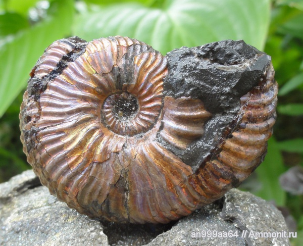 аммониты, Deshayesites, Саратовская область, Ammonites, Deshayesites gracilis