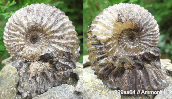 аммониты, Deshayesites, Deshayesites deshayesi, Саратовская область, Ammonites