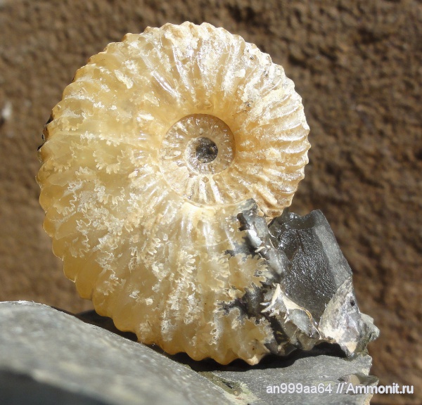 аммониты, Deshayesites, Deshayesites deshayesi, Саратовская область, Ammonites, лопастные линии