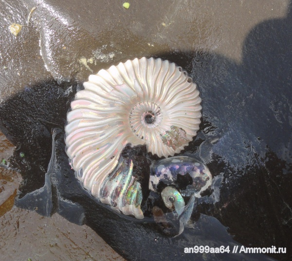 аммониты, Deshayesites, Deshayesites deshayesi, Саратовская область, Ammonites