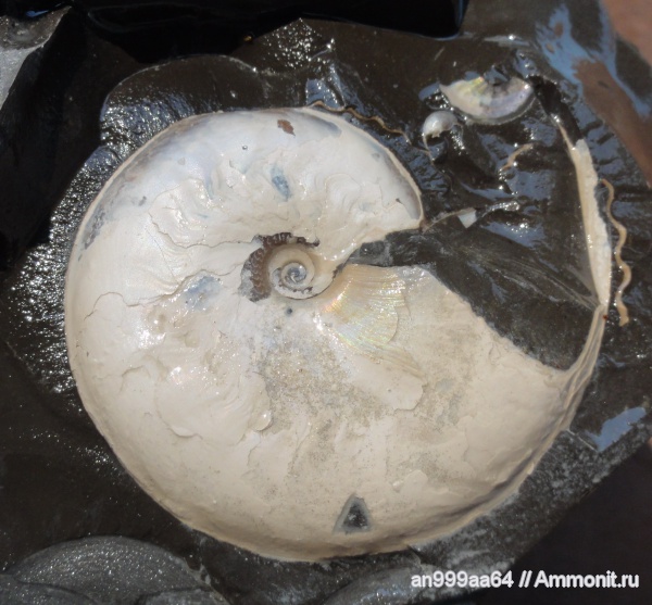 аммониты, мел, Aconeceras, Aconeceras trautscholdi, Ammonites, Sinzovia, Sinzovia trautscholdi, Aptian, Cretaceous