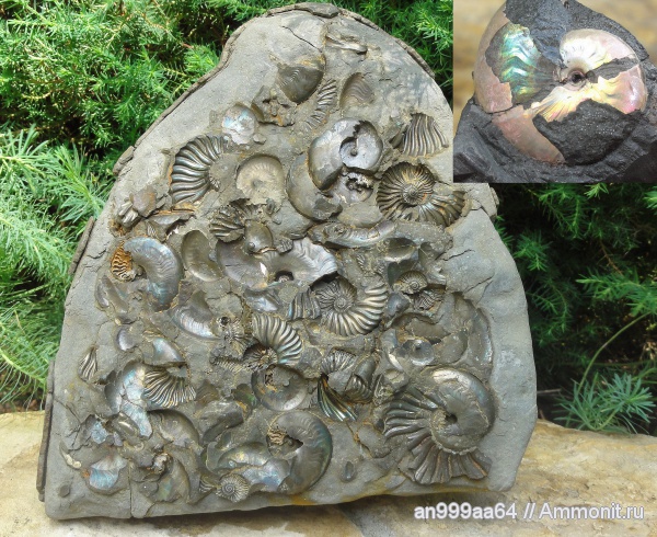аммониты, мел, Deshayesites, апт, Aconeceras, Aconeceras trautscholdi, Ammonites, вентральные укусы, Aptian, Cretaceous
