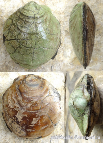 двустворки, Camptonectes