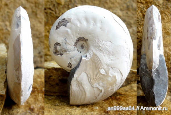 аммониты, мел, апт, Aconeceras, Aconeceras trautscholdi, Ammonites, Sinzovia, Sinzovia trautscholdi, Aptian, Cretaceous