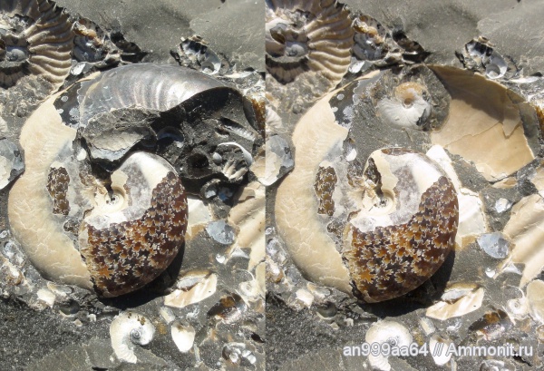 аммониты, мел, Aconeceras, Aconeceras trautscholdi, Ammonites, Sinzovia, Sinzovia trautscholdi, Aptian, Cretaceous