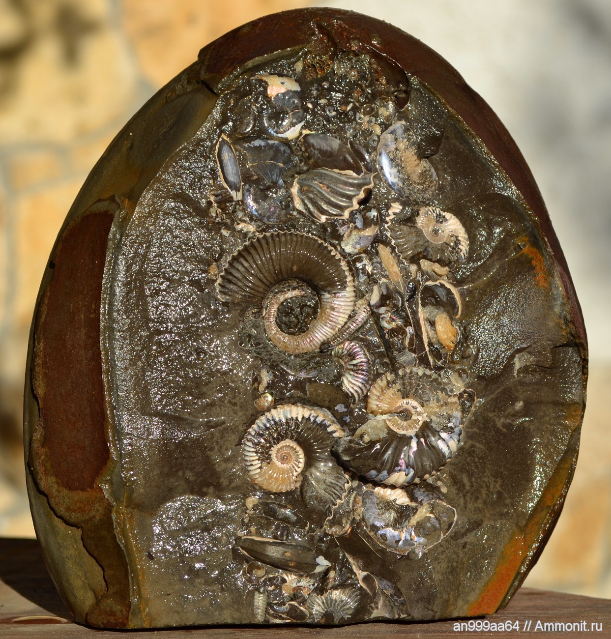 Моллюск в камне. Окаменелый Аммонит. Аммонит окаменелость. Окаменелые моллюски аммониты. Окаменевшие раковины аммониты.