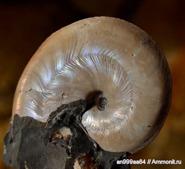 аммониты, мел, апт, Aconeceras, Aconeceras trautscholdi, Ammonites, Sinzovia, Sinzovia trautscholdi, Aconeceratidae, Aptian, Cretaceous