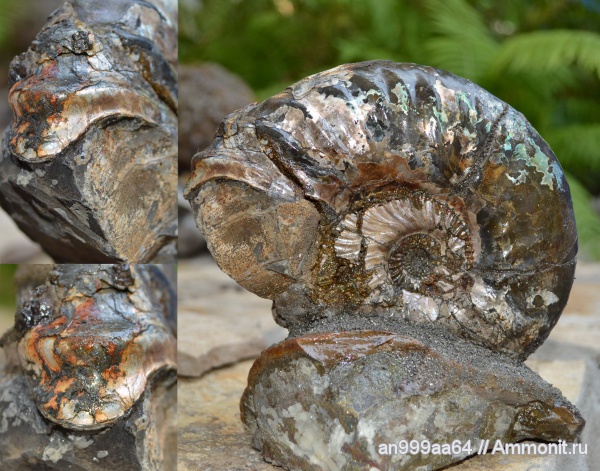аммониты, макроконхи, Deshayesites, устье, Ammonites, Macroconchs