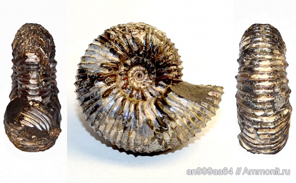 аммониты, келловей, Kosmoceratidae, Ammonites, Toricellites, Toricellites uhligi, Callovian, Middle Jurassic