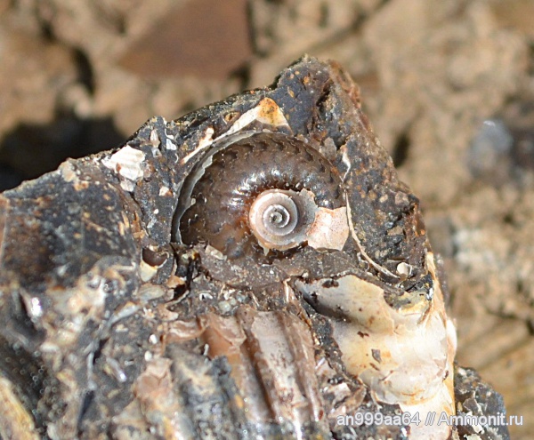 аммониты, Pseudocadoceras, Ammonites
